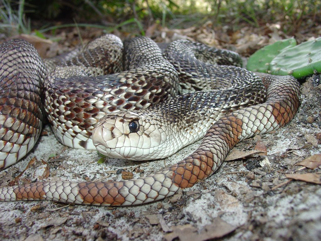 Northern Pine Snake