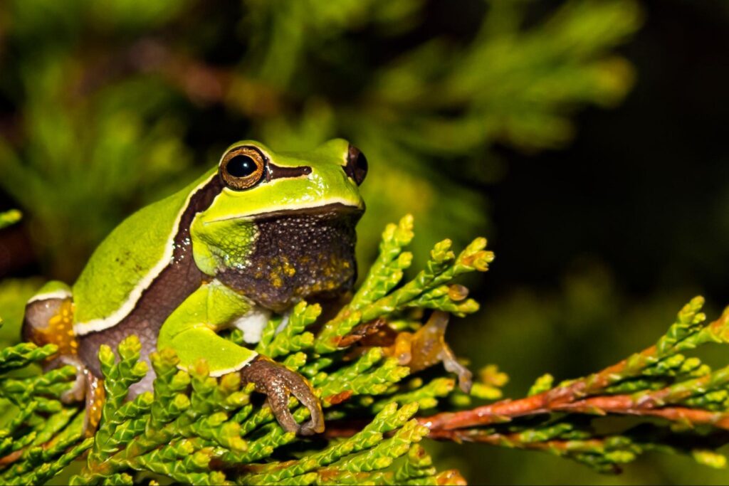 Pine Barrens Tree Frog