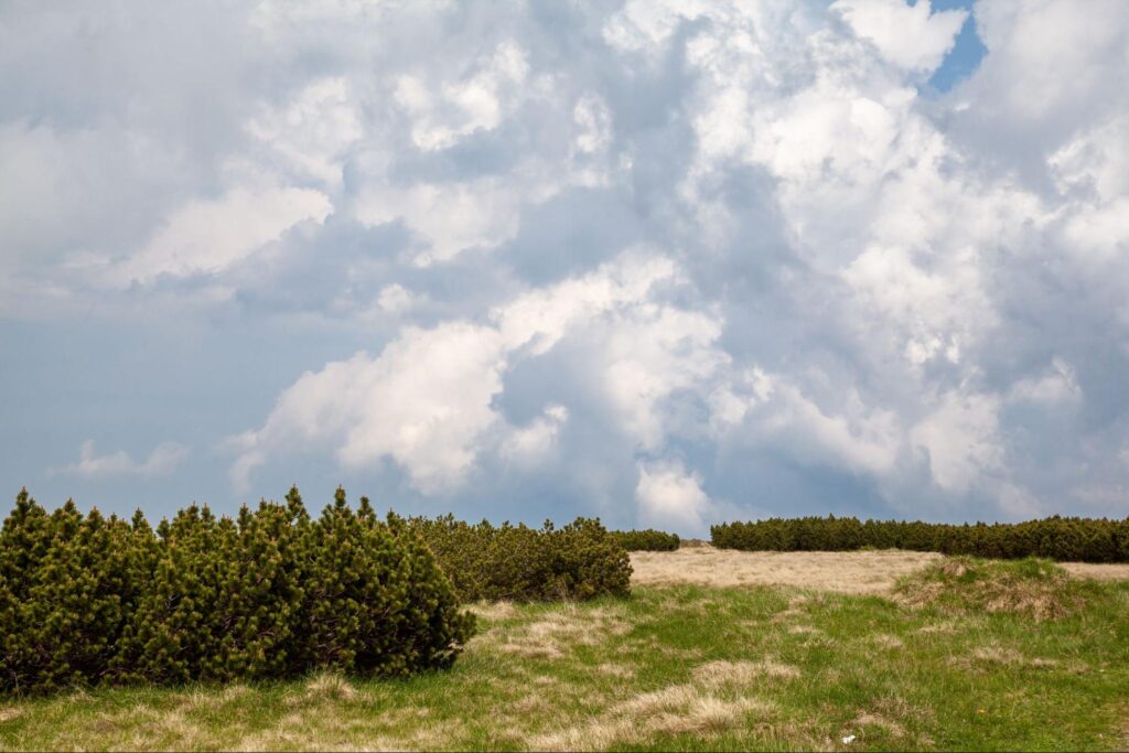 Dwarf Plane Pines