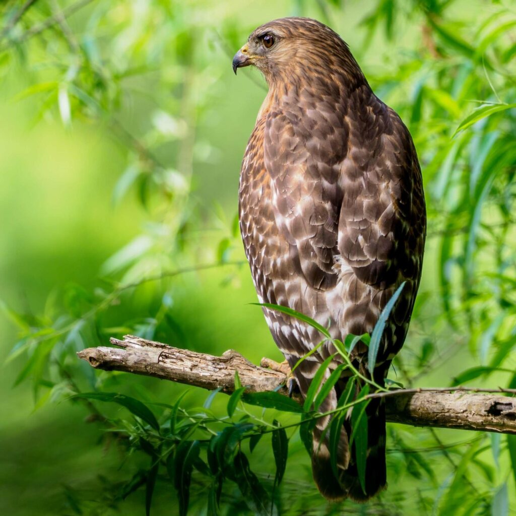 Red-Shouldered Hawk