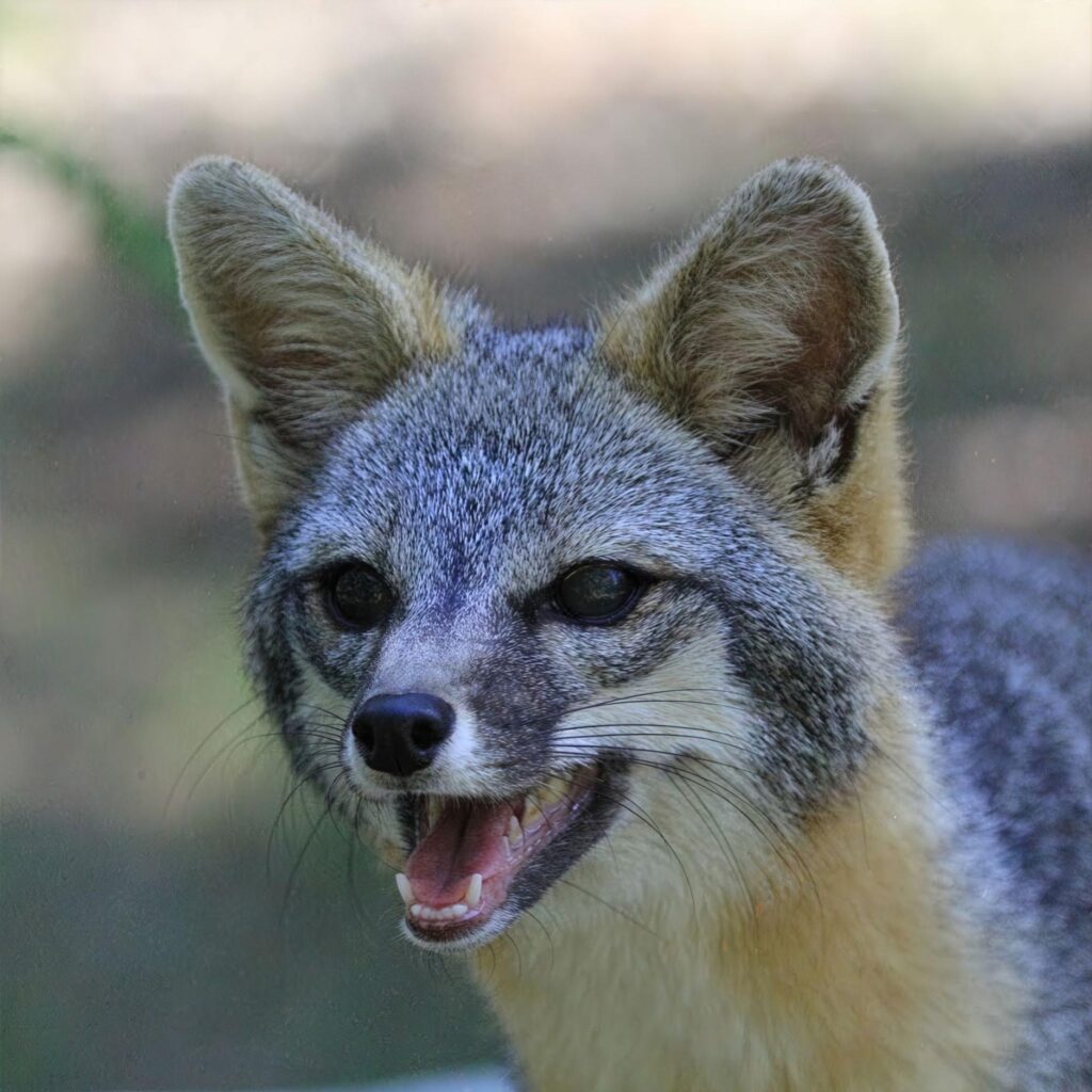 Gray Fox