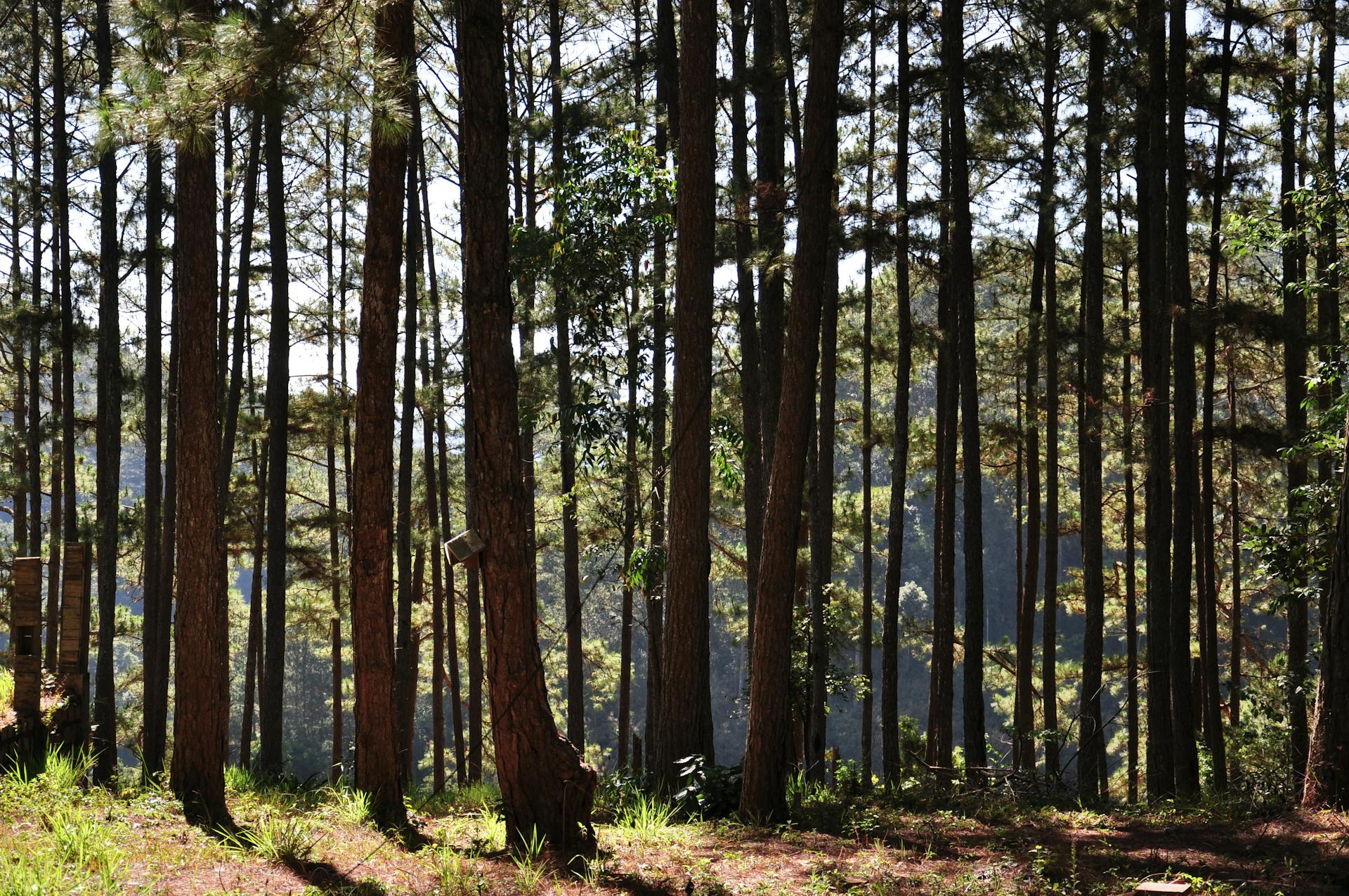 serene pine forest in bright sunlight. Source - Pexels