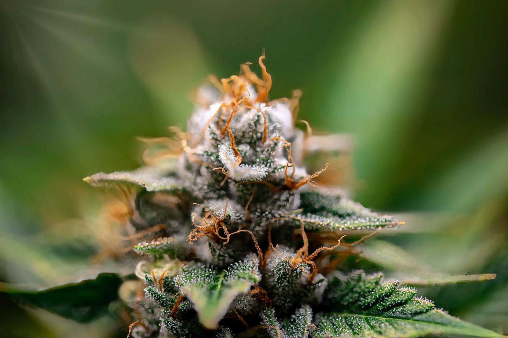 Close-up shot of frosty cannabis bud with detailed trichomes. Source - Pexels