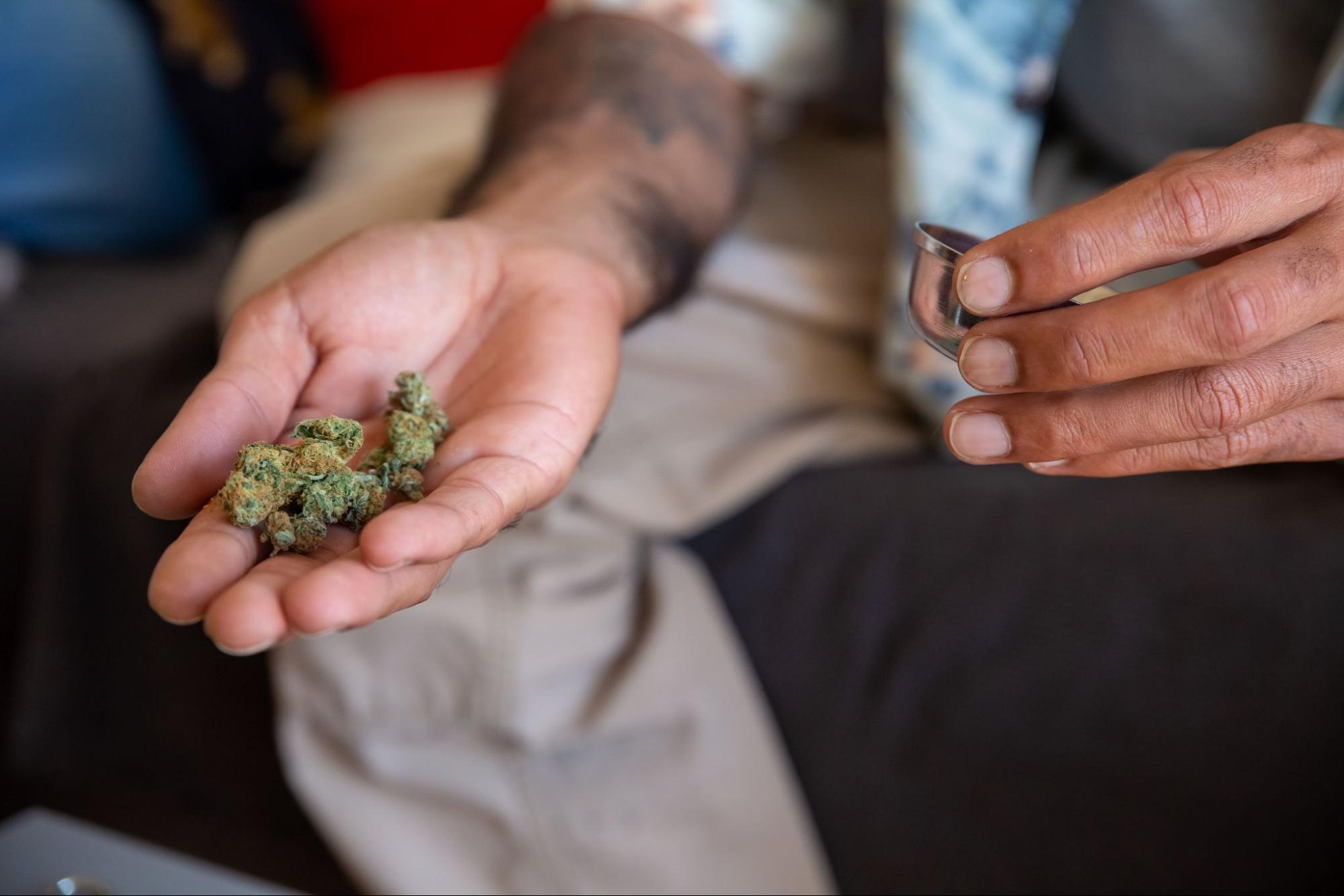 Close-up of an adult's hand holding cannabis buds. Source - Pexels
