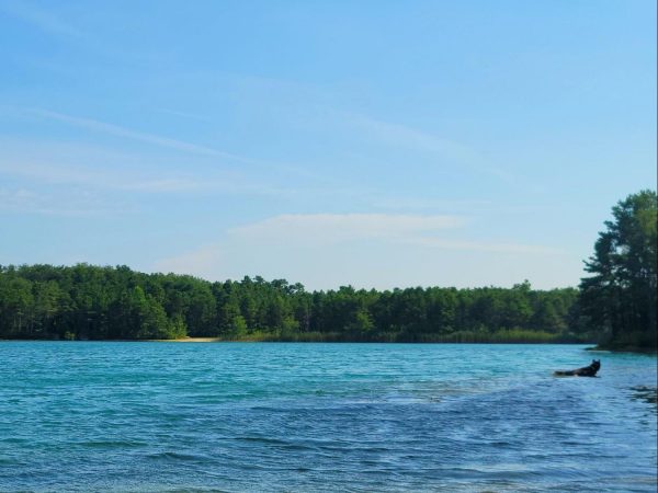 Blue Hole ReLeaf co-owner Luis Figueiredo's dog, Simba, enjoys a swim at Blue Hole.